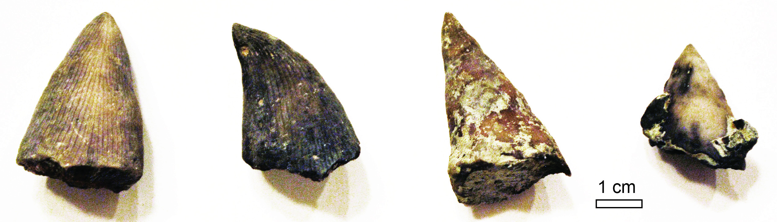 Grewingkia Fossils